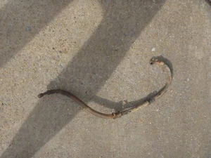 OEM 89-05 Kawasaki KSF250 KSF250A Mojave Rear Brake Hose Line - Picture 1 of 1