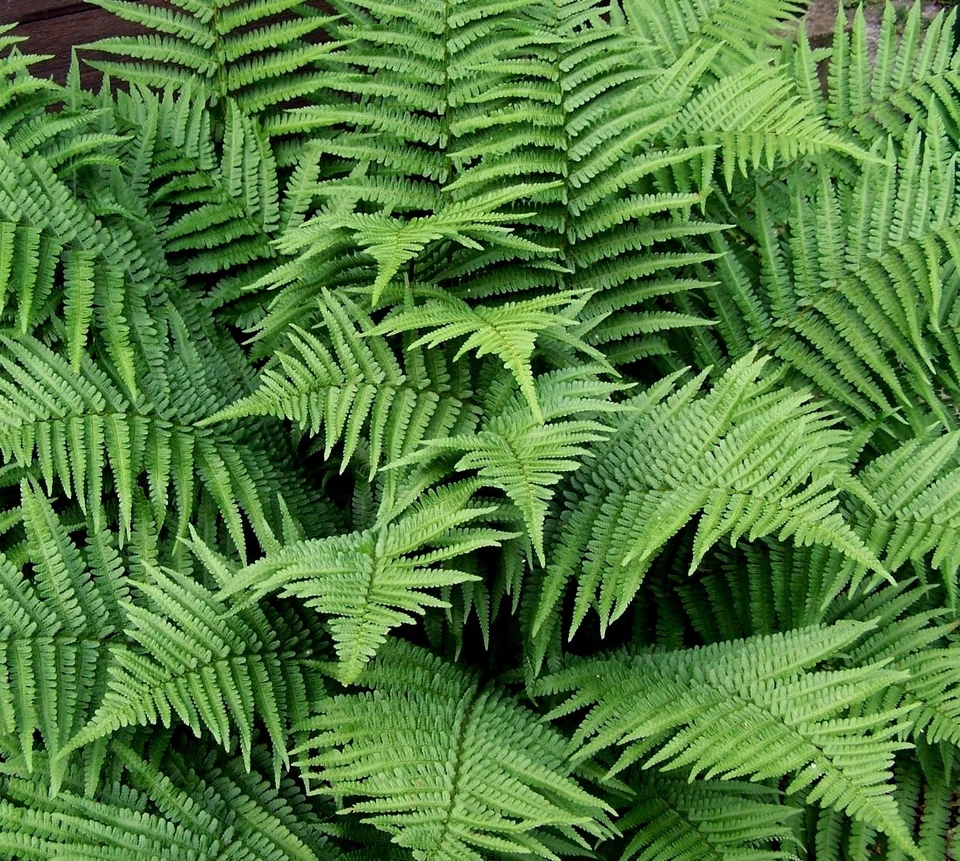 5 New York Fern PREMIUM NATIVE WOODLAND FERNS BR Beautiful! - Image 1 of 1