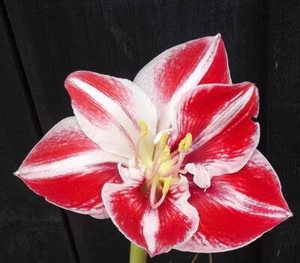@ (◕‿◕)\\@ Amaryllis Hippeastrum Ritterstern " Samba " - Bild 1 von 1