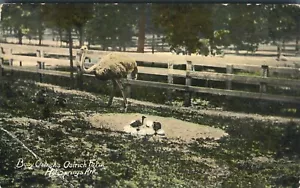Baby Strauße Straußenfarm heiße Quellen Arkansas UDB 1907 Postkarte - Bild 1 von 2