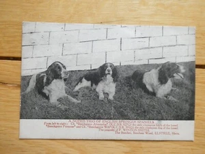 1905 Posted Postcard 3 Springer Spaniels at Winton Smith Beeches Elstree Herts - Picture 1 of 3