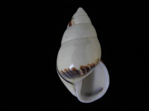Land snails Amphidromus perversus rufocintus 49.2mm ID#6129 - Picture 1 of 4