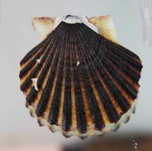 Pecten Leptopecten tumbezensis - top - Foto 1 di 2