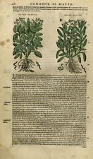 Antique Print-Botany-Sage-Dittany-Mattioli-p. 408-Anonymous-1572