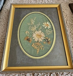 Vintage Real Pressed Flowers, Daisy, Dry Meadow, Ouslethwaite Hall, Barnsley - Picture 1 of 8