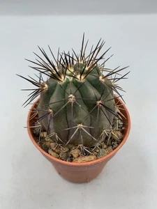 Copiapoa Magnifica Intermediate Pot 5,5 dunkelgrün rötlich schwarze Stecker - Bild 1 von 5