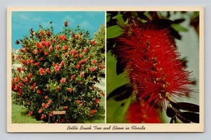 AK Floridas Flaschenbürste Baum in Blüte - Bild 1 von 2