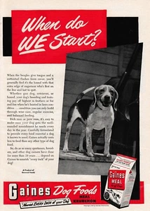 Foto de perro Beagle 1949 "¿Cuándo empezamos?" Anuncio impreso promocional vintage de comida para perros Gaines - Imagen 1 de 1