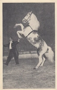 Circus Oural Pferdedressur Al Gruss AK 1953 Zirkus Circus 2301148 - Bild 1 von 2