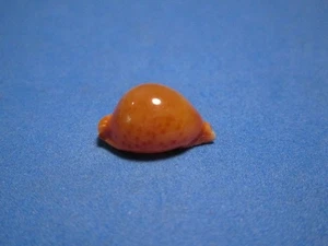 Cypraea globulus (Linneaus, 1758) "AUSSERGEWÖHNLICH!"  (17,4 mm) - Bild 1 von 6