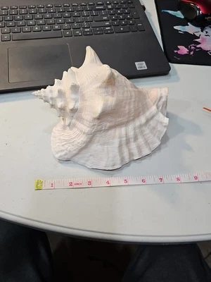 Large Pink 8” Horned QUEEN CONCH SHELL Natural Beach Seashell Beautiful Color - Image 1 of 4