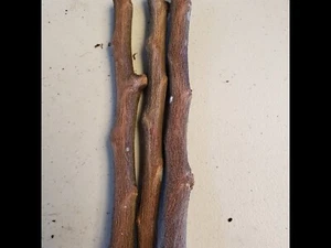 STAR APPLE / CAIMILO 4 CUTTING 5 TO 6" UNROOTED FOR GRAFTING TROPICAL FRUIT TREE - Picture 1 of 5