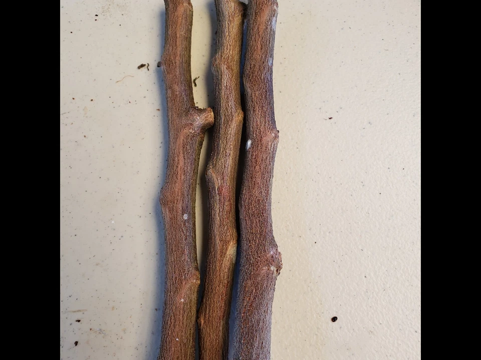 STAR APPLE / CAIMILO 4 CUTTING 5 TO 6" UNROOTED FOR GRAFTING TROPICAL FRUIT TREE