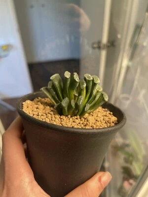 Haworthia Truncata Variegata Foto 1 de 3