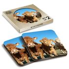 2 X Boxed Square Coasters - Brown Cows Dairy Cattle Cow  #14138