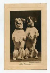 Pyrenean Shepherd Fox Terriers - Picture 1 of 2