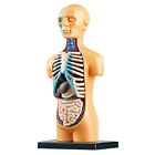 3X(Modello del Corpo del Busto Umano Anatomico Rimovibile 3D per L'Insegnam5440