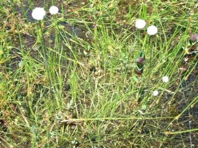 SEMILLAS DE ARTEMISA APLANADAS PARA ESTANQUES DE PECES (Eriocaulon compresum) Foto 1 de 4