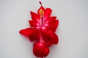 Christmas Cactus Starter Plant ~~Lipstick~~ Schlumbergera Truncata Cactus - Picture 1 of 2