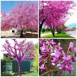 10 semi di Cercis siliquastrum, albero di giuda, seeds - Imagen 1 de 1