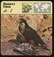 Eleonora's Falcon  Safari Cards Rencontre Birds