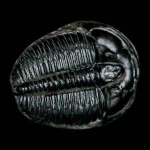 1.2" Elrathia Kingi Trilobite Fossil Utah Cambrian Age 521 Million Years Old COA - Bild 1 von 6