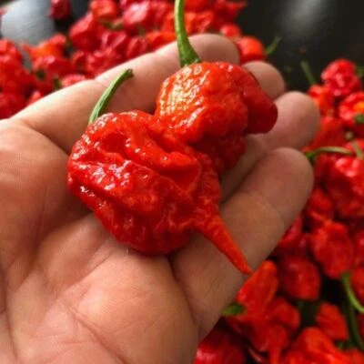 CHILLI Carolina Reaper Red 10 seeds OPEN-POLLINATED vegetable garden SUMMER HOT - Image 1 of 3