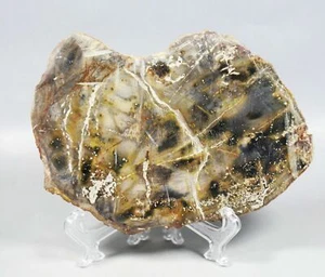 ESPOSITORE FETTE DI AGATA LEGNO PIETRIFICATO LUCIDO 274g Madagascar / supporto acrilico - Foto 1 di 8