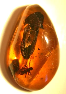 Large Click Beetle with Spider in Burmese Burmite Amber Fossil Dinosaur Age - Picture 1 of 10