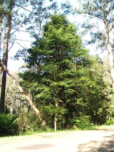 3 Graines Nothofagus Cunninghamii, Hêtre de Tasmanie - Foto 1 di 4