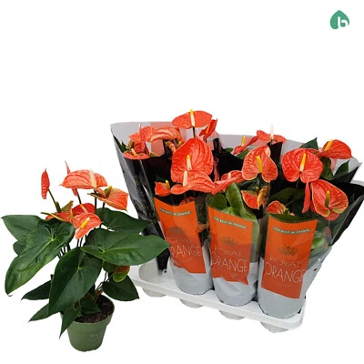 Anthurium NARANJA PLANTA de interior maceta 12 cms tamaño 30-40 cms - Imagen 1 de 4