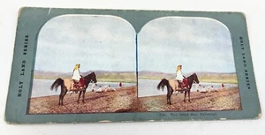 Stereoview Stereoscope Card Old Faithful true as steel 1891 young girl on horse - Picture 1 of 2
