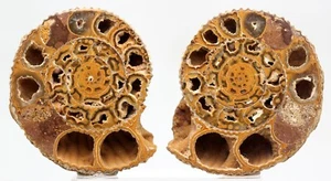 COPPIA AMMONITI A FETTE Nautilus bianco intero naturale fossile Madagascar Giurassico - Foto 1 di 4