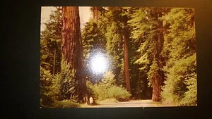 ALTE Vintage 30er Jahre, Postkarte KALIFORNIEN. "REDWOOD EMPIRE" - Bild 1 von 2