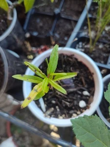 Pomegranate Live Tree Seedling - Free Shipping! - Picture 1 of 1