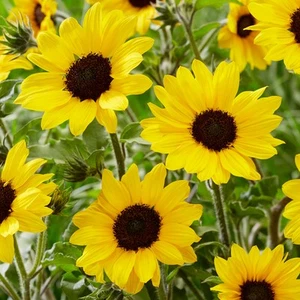 Sunflower Garden Annual Flower Golden-Yellow Potted Plant (20-30cm Incl. Pot) - Picture 1 of 5
