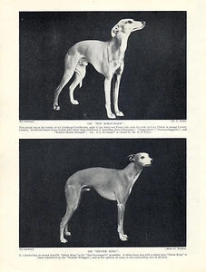 WHIPPET ZWEI BENANNTE CHAMPION HUNDE SCHÖNER ALTER VINTAGE 1934 HUNDEDRUCK - Bild 1 von 1