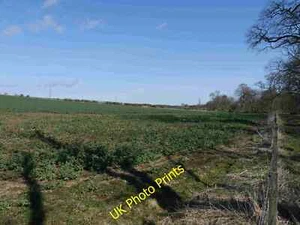 Photo 6x4 Oil Seed Rape, Eccles Tofts Lambden The foodstuff of Woodpigeon c2015 - Picture 1 of 1