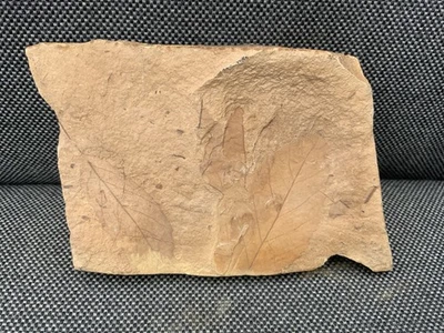 Fossil Plant Leaf (Unidentified Species), Unknown Locality, Possibly USA. - Image 1 of 3
