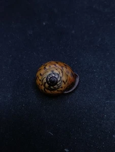 papuina admiralitatus land snail 24.7mm Sea shell. home collectors #14561 - Picture 1 of 4