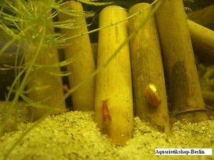 *** 10 *** Bastoncini di bambù non trattati per acquario * NUOVO * - Foto 1 di 1