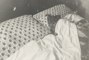 1940s Cute Adorable Dog Puppy Tucked into Bed Under Covers Quilt Photo P21o25 - Picture 1 of 20