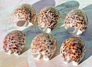 VTG Large Tiger Cowrie Shell Napkin Holders Rings, Set of 5 Spotted Philippines  - Picture 1 of 9