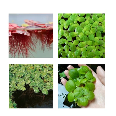CANTON AQUATICS Floating Plant Combo Pack - Frogbit, Red Root Floater, Salvinia & Duckweed