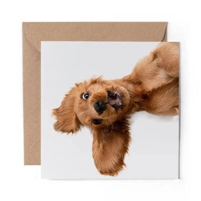 DV DESIGN 1 x Blank Greeting Card English Cocker Spaniel Puppy Dog #21501