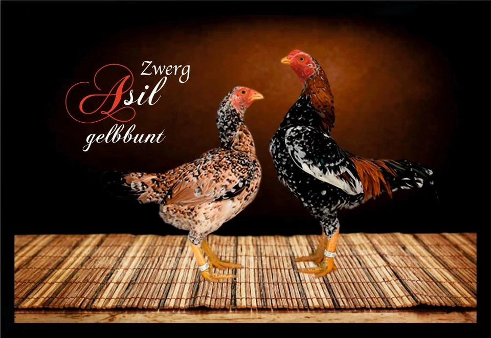 Fußmatte Schmutzfangmatte Hühner Zwerg Asil gelbbunt F1415 - Bild 1 von 1