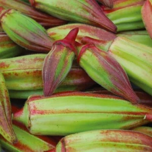 Hill Country Red Okra Seeds NON-GMO Heirloom Open Pollinated Easy to Grow! YUM! - Picture 1 of 14