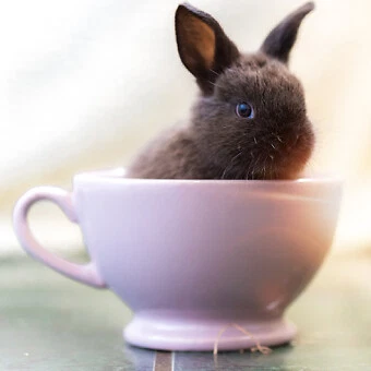 Small animal supplies