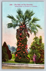 Fan Palm and Ivy Geranium Winter Scene Pasadena CA Antique Unposted Postcard - Picture 1 of 2