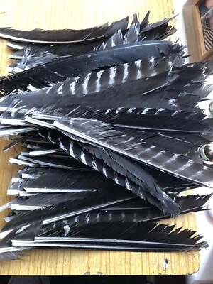 Full Length Natural Turkey Feathers x100 - Image 1 of 4
